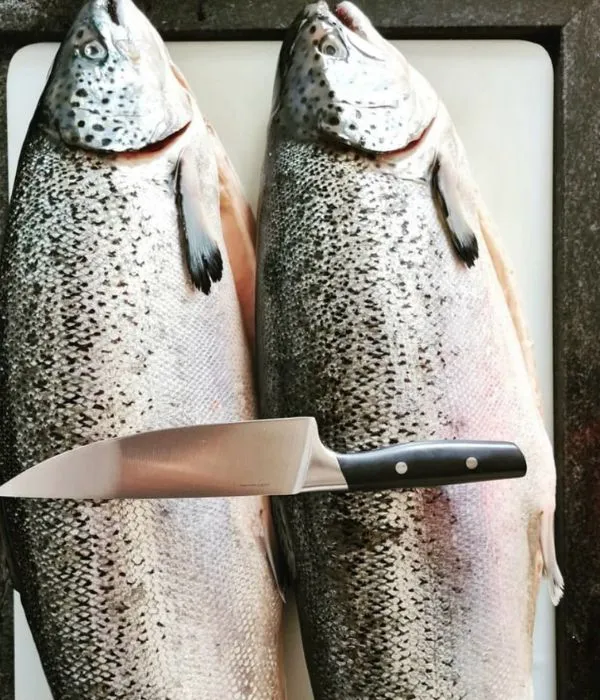 Importir Salmon & Seafood B2B Pilihan Anda