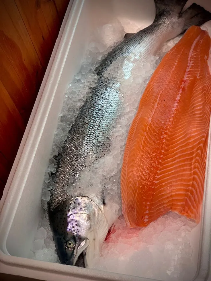 Premium salmon fresh frozen import PT Athan Gemilang Perkasa